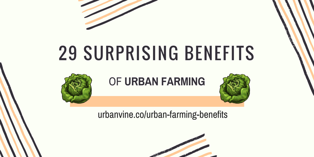 29-top-benefits-of-urban-farming-a-quick-simple-guide